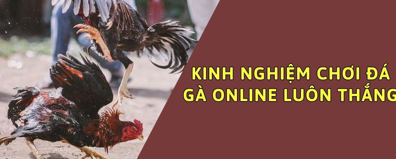 Kinh nghiệm chơi đá gà sin88 online